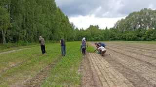 В Чувашии усилили работы по восстановлению зелёных территорий