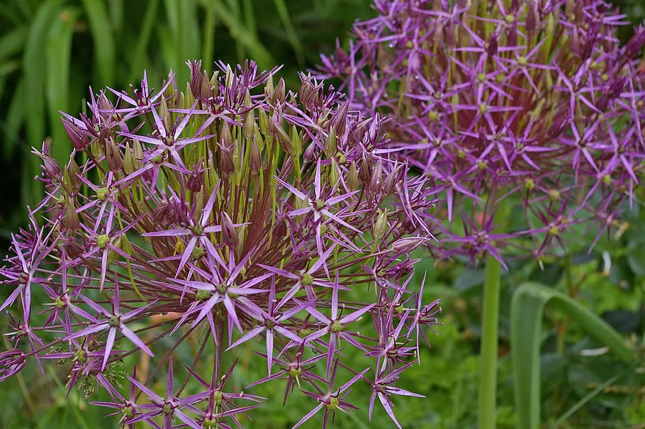 Мощнейший отпугиватель насекомых: посадил под яблоней и обалдел — муравьи на дерево не лезут