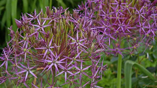 Мощнейший отпугиватель насекомых: посадил под яблоней и обалдел — муравьи на дерево не лезут