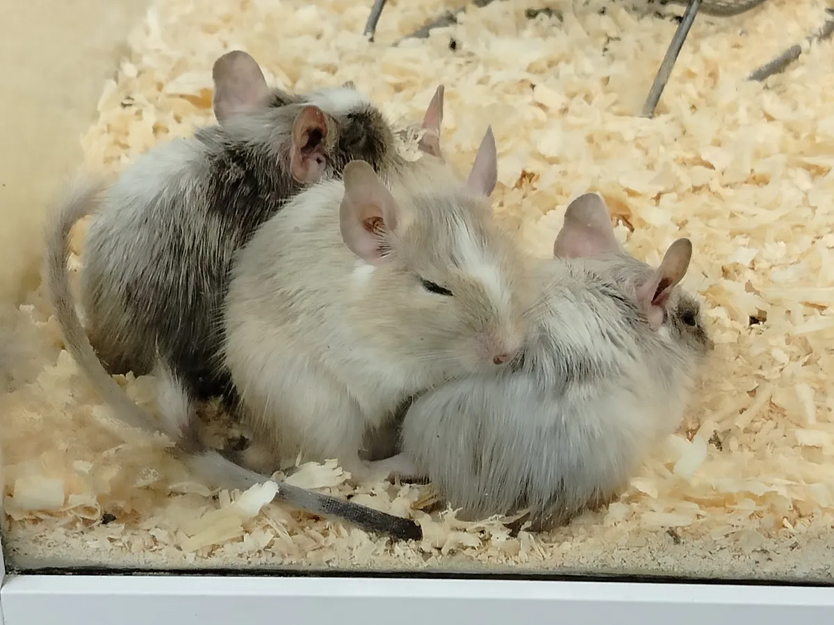 В одной из школ Набережных Челнов учащиеся заметили мышь