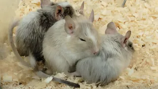 В одной из школ Набережных Челнов учащиеся заметили мышь