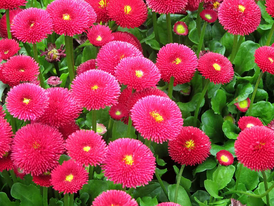 Маргаритки в саду: природные защитники и улучшители почвы