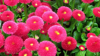 Маргаритки в саду: природные защитники и улучшители почвы