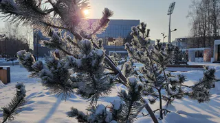 В Коми десятилетия изучают полезность «американских» сосен