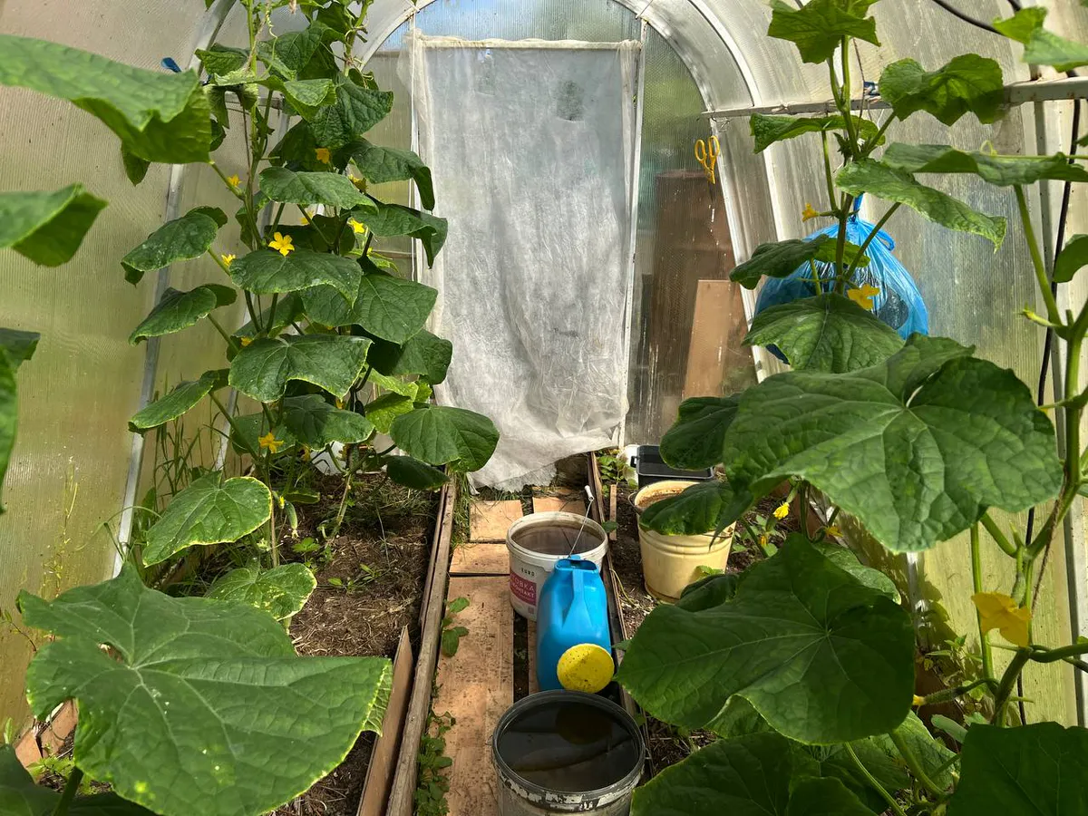 Август - время оборвать листья у огурцов. Опытные агрономы советуют - какие листья убрать для максимального плодоношения