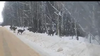 В Пензенской области заметили массовую миграцию оленей в Сердобском районе