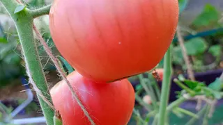 Через 10 дней после высадки томатов — обязательно: 1 литр под куст — и мясистые помидоры собираем ведрами