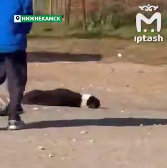 В Нижнекамском районе расследуют гибель собак: жители винят отловщиков, власти отрицают причастность

