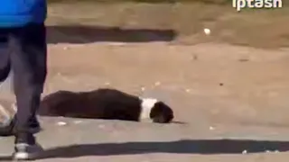 В Нижнекамском районе расследуют гибель собак: жители винят отловщиков, власти отрицают причастность