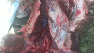 Медведя, который пугал жителей Сараевского района, не сожгли, а съели