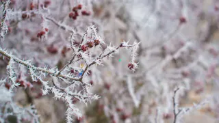 В Рязанской области ожидаются заморозки