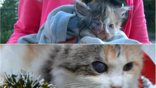 Рязанские зооактивисты собирают средства на лечение котенка