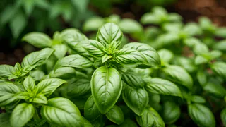 Прорастил базилик за 3 дня — кусты лезут, как на дрожжах, уже через месяц зелени целая грядка