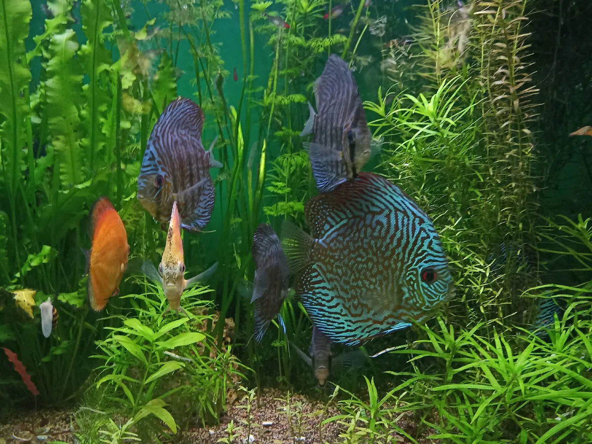 Кормить рыб разрешили в магнитогорском парке «Притяжение»