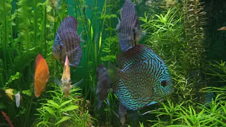 Кормить рыб разрешили в магнитогорском парке «Притяжение»