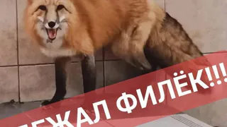В Рязанской области из зоопарка в Полянах сбежал лисенок Филя