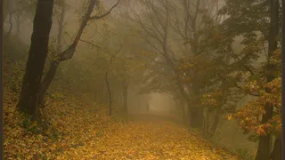 МЧС Рязанской области предупредило о тумане