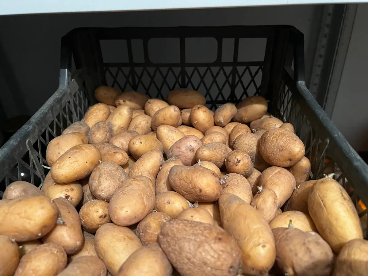 Делаю сухую смесь для картофеля - проволочника как не бывало: кидайте в лунки при посадке