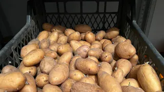 Делаю сухую смесь для картофеля - проволочника как не бывало: кидайте в лунки при посадке