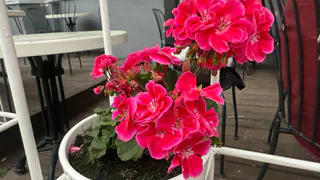 Для цветения герани — обязательно: 1 щепотка в воду — и бутоны лезут пышной шапкой 