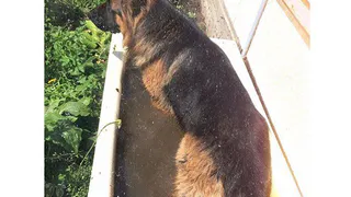 Instagram рязанцев: овчарка в ванне, девочка-монстр, "тихая охота"