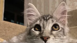 13 звуков, от которых питомцы полюбят вас еще сильнее – найдите их в своем доме