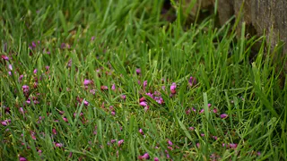 Сорняки разом завянут: разведите стакан на ведро и полейте вечером — с утра будете удивлены