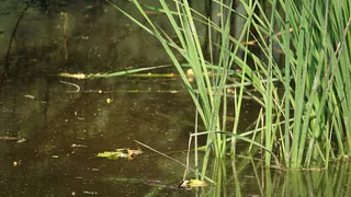 В Минэкологии объяснили неприятный запах и водоросли на озере Тургояке