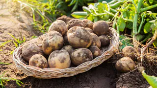 Картошка будет с кулак и вкусной, если с всегда так удобрять грядки