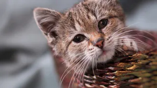 Дай лапку: Вика, Масленка и Стрелка ищут новую семью