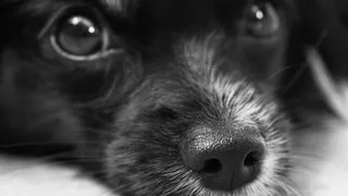 Чем различаются собаки в семьях и у одиноких людей - разница очевидна