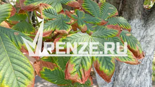 В Пензу пришла эпидемия каштановой минирующей моли: четырехклассница нашла эффективный способ борьбы с опасным вредителем