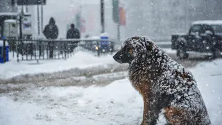 Малков направил деньги на приют для бездомных животных в Рязани
