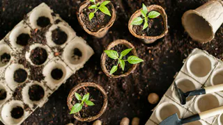 Всего лишь 1 чайная ложка: рассада перца станет толстой через три дня