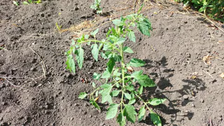 Закопала под томаты в июне — устала снимать помидоры: один продукт превратил хилые кусты в рабочих лошадок