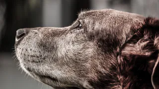 Погибший на СВО пес из Коми стал героем документального фильма