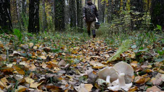 Под Рязанью потерявшегося грибника искали полиция и спасатели