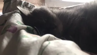 С 1 марта домашние животные – роскошь: вводится новый  налог