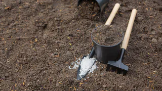 Осенью рассыпаю в теплице стакан этого средства — и к весне почва обновляется сама