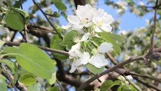 Жители Приокского обеспокоены вырубкой яблоневого сада