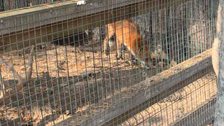 В одном из районов Чувашской Республики введен карантин из-за вируса бешенства