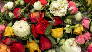 Всего 1 раз посеял и забыл – 4 многолетника, которые я никогда не трогаю, а жду, когда перезимуют