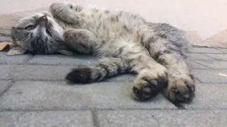 Мы в ответе за тех, кого выбросили - домашние животные выживают на улицах Рязани