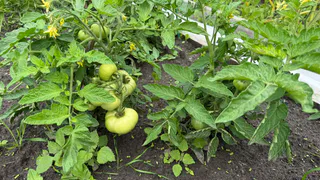 Развожу 5 ложек в ведре воды — и подливаю в июле под томаты: цветут как бешеные, а плодов больше, чем листьев