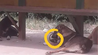 Не дается в руки: рязанцы пытаются помочь собаке с капканом на лапе