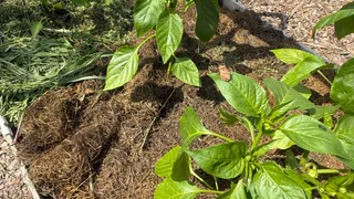 Вношу одну подкормку трижды за сезон — собираю по 9 кг перцев с куста: стенки толстые, плоды мощные — на зависть соседям