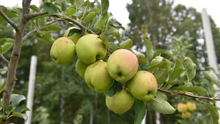 В Брянской области реализуется российско-сербский проект по закладке яблоневого сада