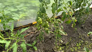 При цветении томатов – сразу: нужно лишь 15 г удобрения на 10 л воды в июле - завязи наливаются на глазах, ноль пустоцветов