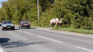 Соцсети: под Рязанью гуляет верблюд