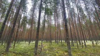 В Коми объявлен третий класс пожарной опасности в лесах
